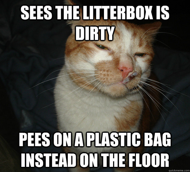 Sees the litterbox is dirty Pees on a plastic bag instead on the floor  Cool Cat Craig