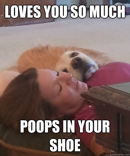 loves you so much poops in your shoe  Overly Attached Dog