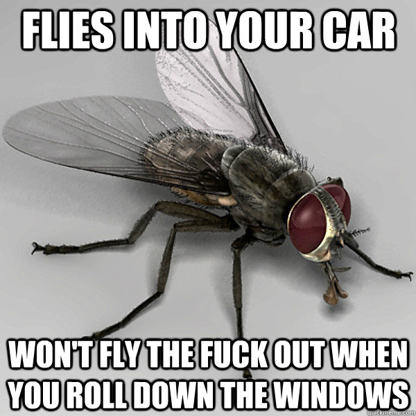 flies into your car won't fly the fuck out when you roll down the windows - flies into your car won't fly the fuck out when you roll down the windows  Scumbag Fly