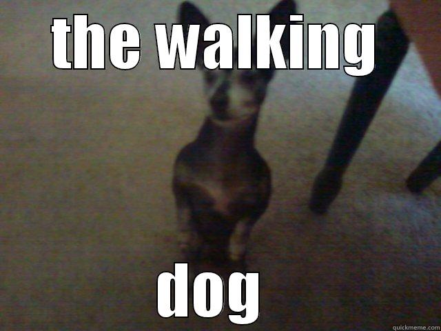 THE WALKING DOG  Misc