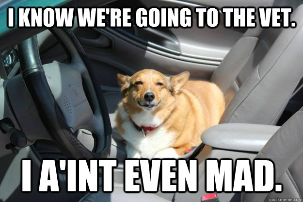 I know we're going to the vet. I a'int even mad. - Stoned Car Dog ...