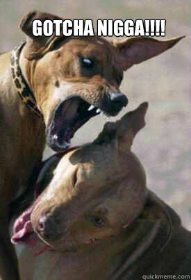 Gotcha nigga!!!!   - Gotcha nigga!!!!    Dog meme