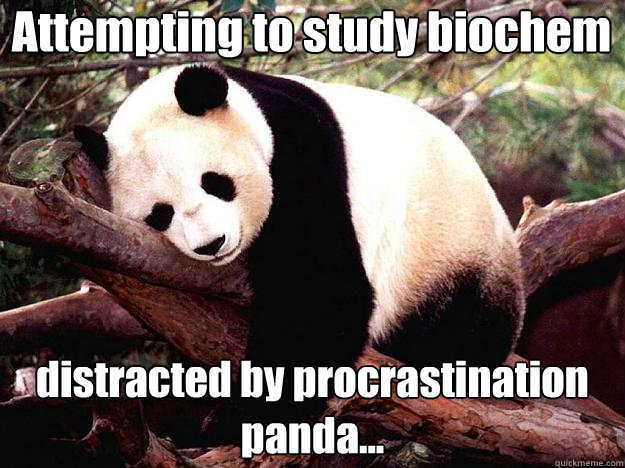 Attempting to study biochem distracted by procrastination panda... - Attempting to study biochem distracted by procrastination panda...  Procrastination Panda