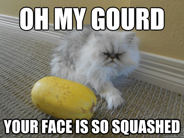 oh my gourd
 your face is so squashed - oh my gourd
 your face is so squashed  squash cat