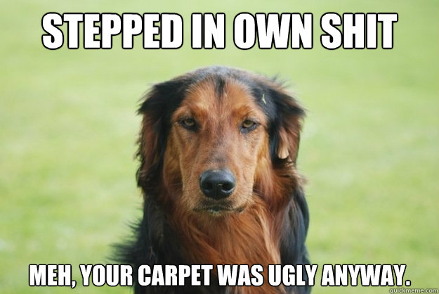 Stepped in own shit Meh, your carpet was ugly anyway.  Careless Canine