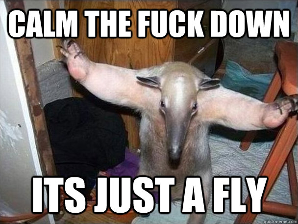 calm the fuck down its just a fly  I got this