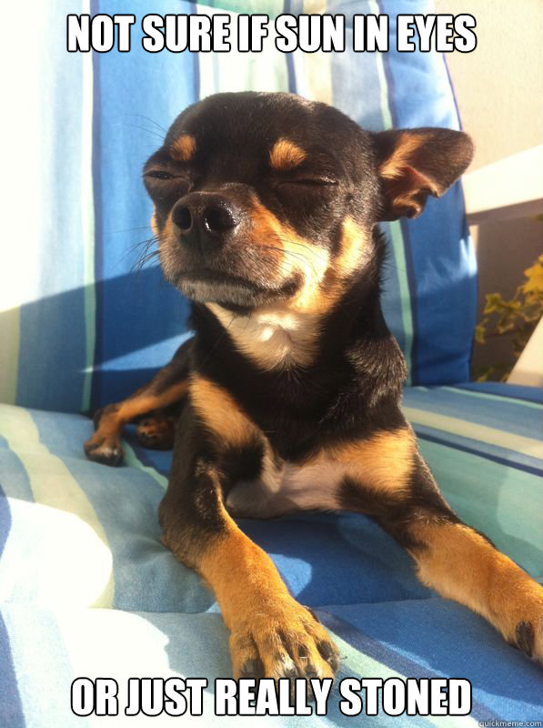 not sure if sun in eyes or just really stoned - not sure if sun in eyes or just really stoned  Bedazzled Chihuahua