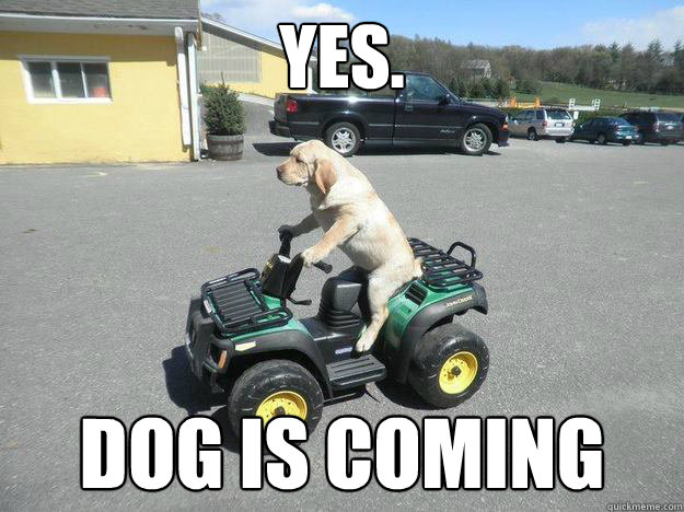 Yes. Dog is coming - Yes. Dog is coming  Misc