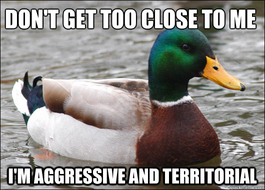 Don't get too close to me I'm aggressive and territorial  Actual Advice Mallard