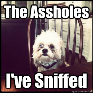 The Assholes I've Sniffed  Life Hardened Dog