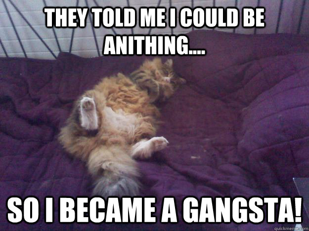 They told me I could be anithing.... so I became a gangsta!  gangsta cat