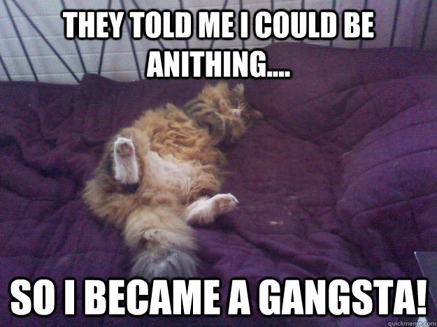 They told me I could be anithing.... so I became a gangsta!  gangsta cat