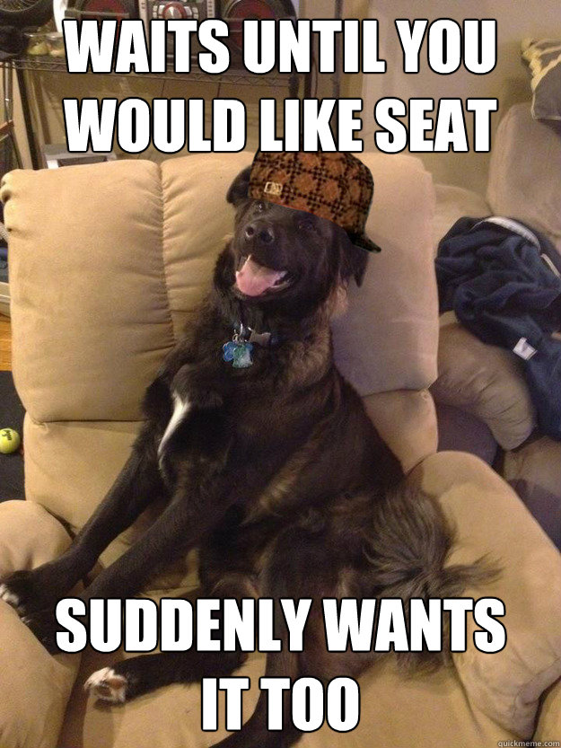 Waits until you would like seat suddenly wants 
it too  Scumbag dog