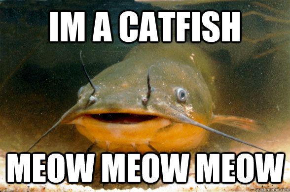 IM a CATFISH MEOW MEOW MEOW  catfish