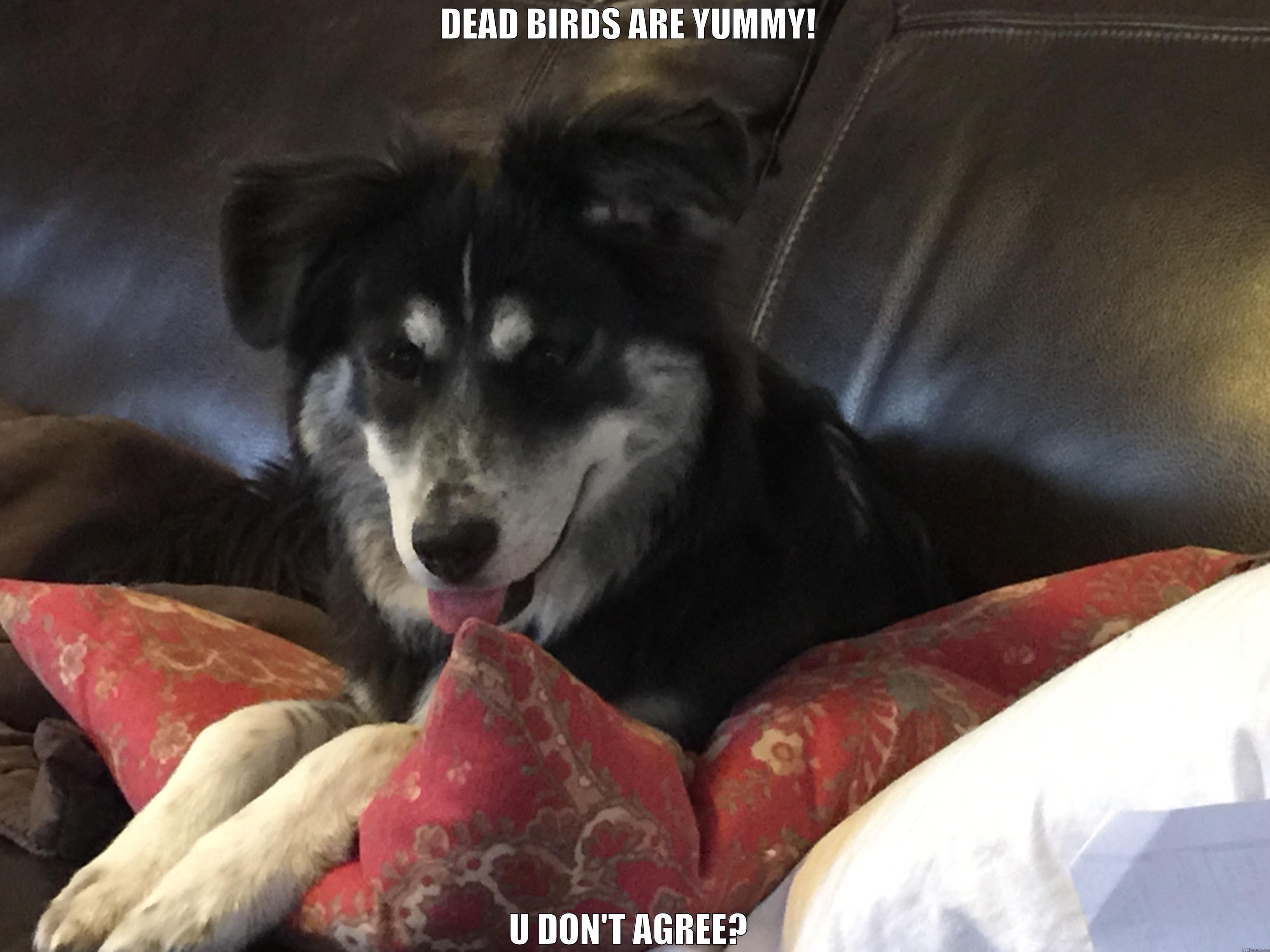 DEAD BIRDS ARE YUMMY!  U DON'T AGREE?  Good Dog Greg