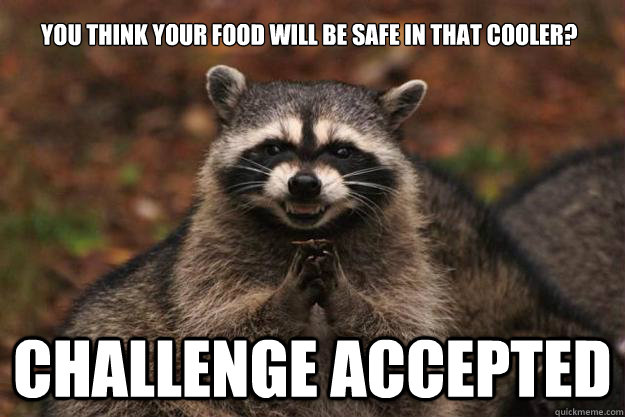 You think your food will be safe in that cooler? challenge accepted  Evil Plotting Raccoon