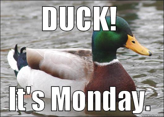 Monday Duck Duck - DUCK! IT'S MONDAY. Actual Advice Mallard