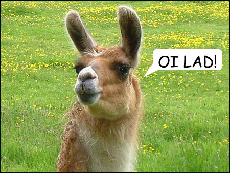 OI LAD! - OI LAD!  Llama