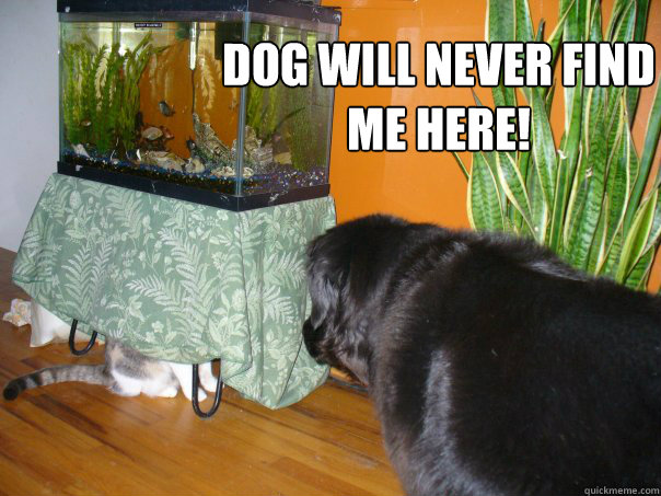 dog will never find me here! - dog will never find me here!  Hidden cat