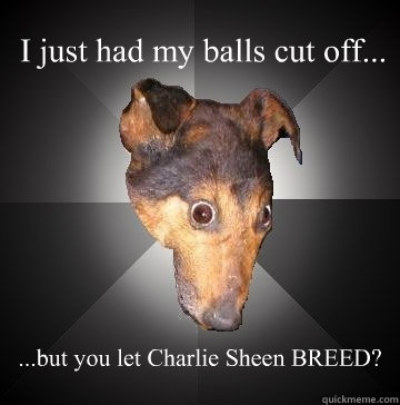 I just had my balls cut off... ...but you let Charlie Sheen BREED? - I just had my balls cut off... ...but you let Charlie Sheen BREED?  Depression Dog