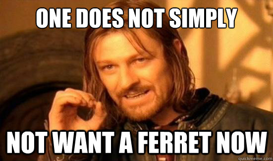 One Does Not Simply not want a ferret now  Boromir