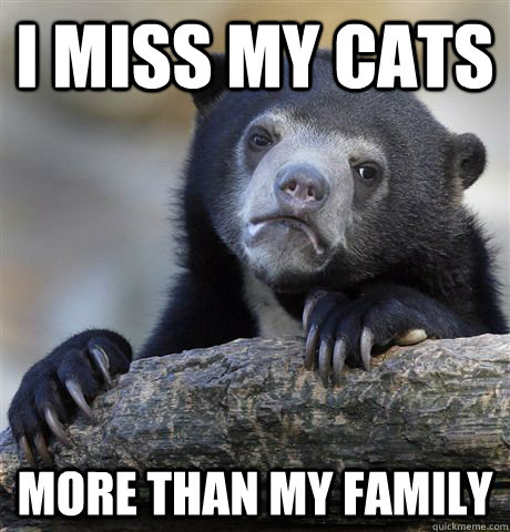 I miss my cats more than my family  Confession Bear
