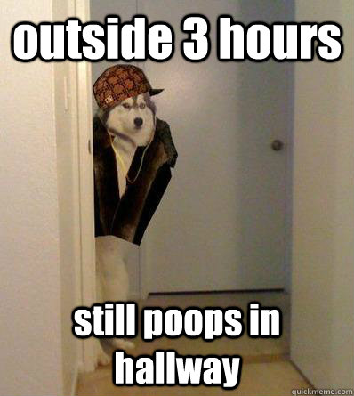 outside 3 hours still poops in hallway  Scumbag dog