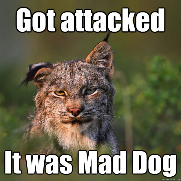Got attacked It was Mad Dog - Got attacked It was Mad Dog  bad hangover Cat