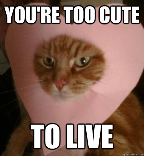 You're too cute to live  Valentine Cat