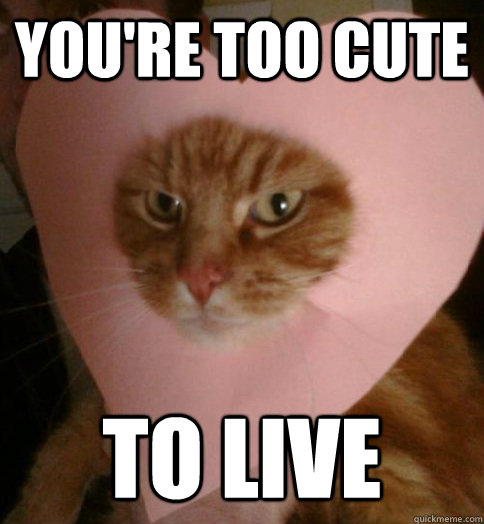 You're too cute to live - You're too cute to live  Valentine Cat