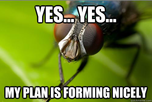 yes... yes... my plan is forming nicely   Evil Plotting Fly