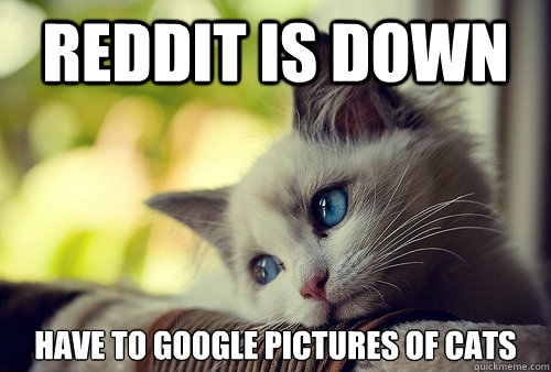 Reddit is down Have to Google pictures of cats  First World Cat Problems