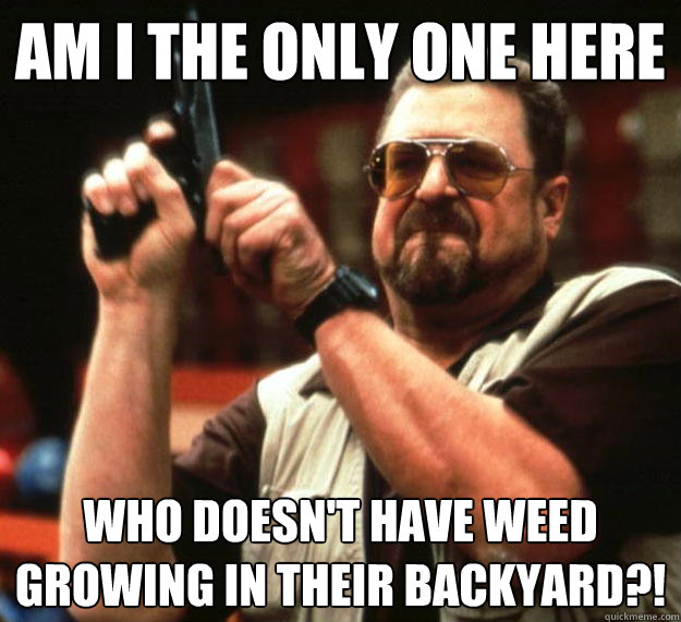 am I the only one here Who doesn't have weed growing in their backyard?!  Angry Walter