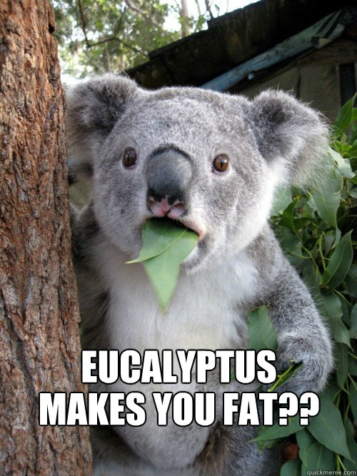 eucalyptus makes you fat??  Shocked Koala