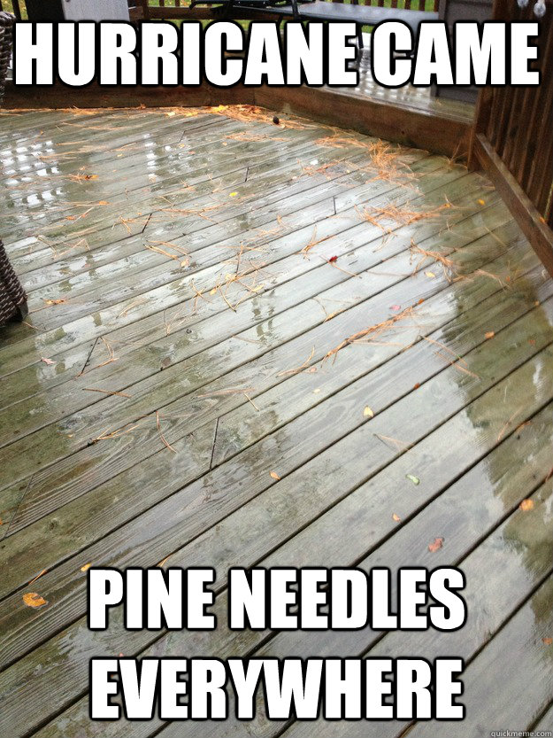 Hurricane came pine needles everywhere  Hurricane Sandy