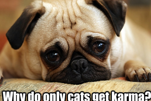 Why do only cats get karma? - Why do only cats get karma?  sad doggie