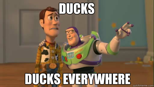 Ducks Ducks everywhere  Everywhere