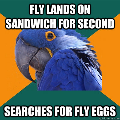 fly lands on sandwich for second searches for fly eggs  Paranoid Parrot