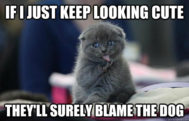 If i just keep looking cute they'll surely blame the dog - If i just keep looking cute they'll surely blame the dog  Suspiciously Adorable Cat