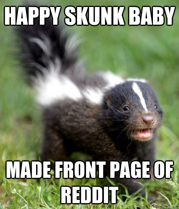 Happy Skunk Baby made front page of reddit  Happy Skunk Baby