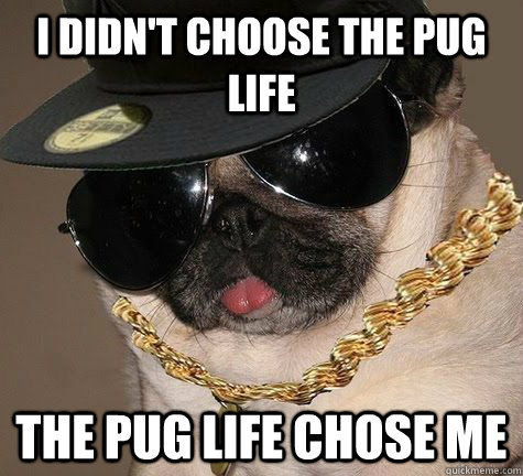 I didn't choose the pug life The pug life chose me  Gangster Pug