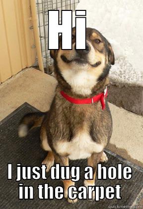 HI I JUST DUG A HOLE IN THE CARPET Good Dog Greg