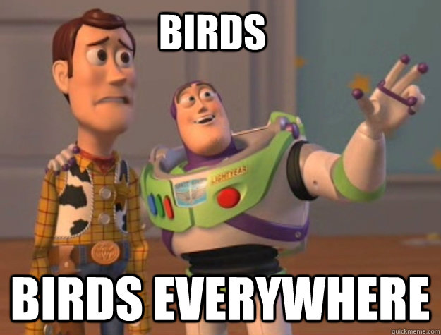 birds birds Everywhere  buzz