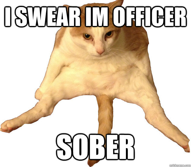 i swear im officer sober  Alcoholic Cat