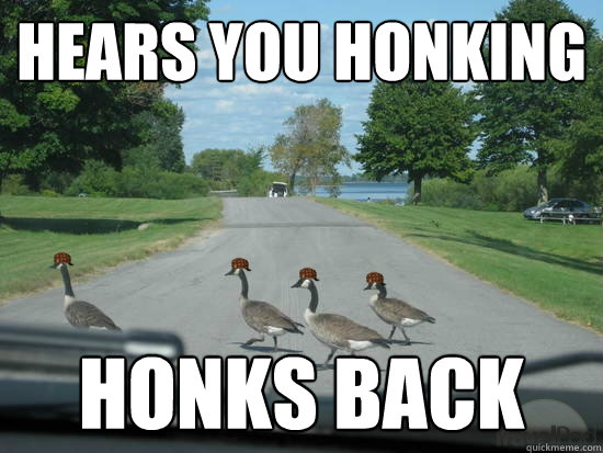 Hears you honking honks back  Scumbag Geese