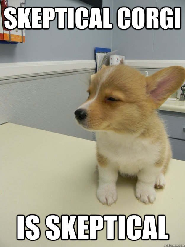 Skeptical Corgi is skeptical  