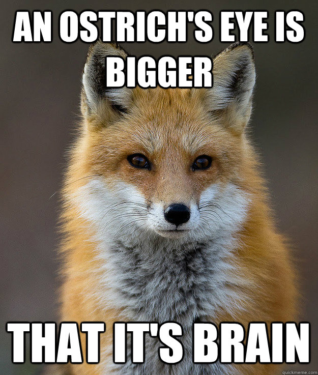 An ostrich's eye is bigger  that it's brain  Fun Fact Fox