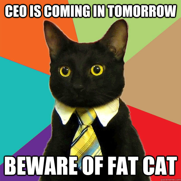 CEO is coming in tomorrow Beware of fat cat  Business Cat
