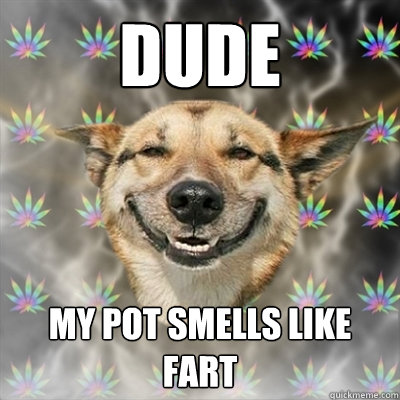 dude my pot smells like fart  Stoner Dog