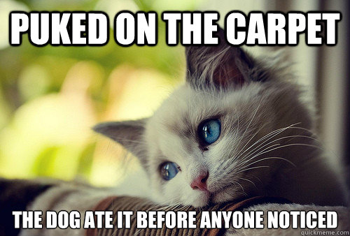 Puked on the carpet The dog ate it before anyone noticed  First World Problems Cat